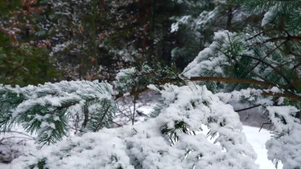 Primer Plano Copos Nieve Rama Pino Bosque Bosque Cubierto Nieve — Vídeo de stock