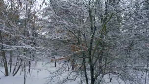 Prachtige Sneeuw Bedekt Forest Gemengde Houtsoorten Europa Besneeuwde Koude Frost — Stockvideo