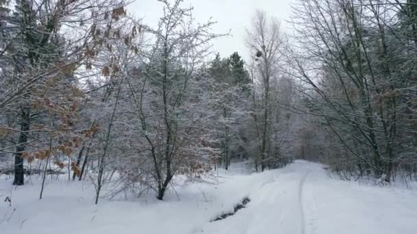 Vackra Snötäckta Skogen Blandad Trä Europa Snöig Kall Frost Väder — Stockvideo