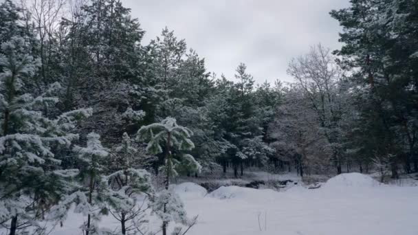 Linda Floresta Coberta Neve Madeira Mista Europa Frost Frio Nevado — Vídeo de Stock