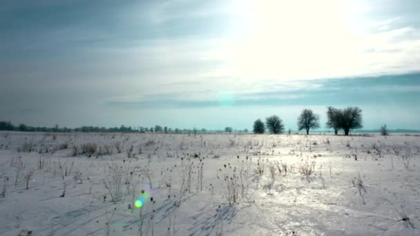 相机在雪覆盖平原上移动 寒冷多云的晴天 被冰和雪覆盖的植物 — 图库视频影像