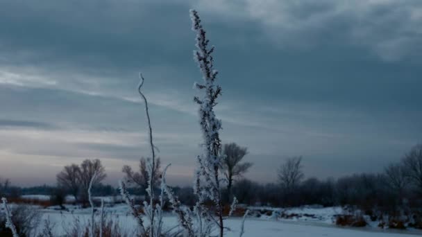 Hoarfrosted 植物雑草草は 氷と雪で覆われました 川近くの野原で自然を凍結します 曇りの寒い冬の夜 欧州草原平野ユーラシアの霜 — ストック動画