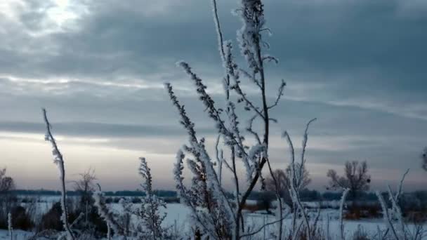 Hoarfrosted Planten Onkruid Gras Bedekt Met Sneeuw Ijs Bevroren Natuur — Stockvideo