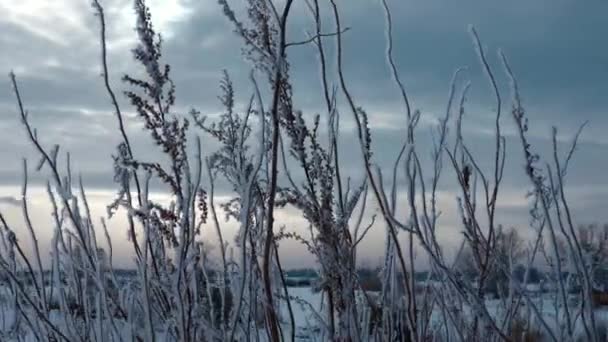 Hoarfrosted Växter Ogräs Gräset Täckt Med Och Snö Frusna Naturen — Stockvideo