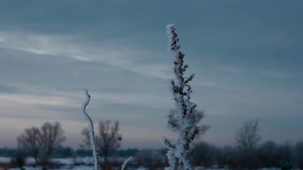 Hoarfrosted 植物雑草草は 氷と雪で覆われました 川近くの野原で自然を凍結します 曇りの寒い冬の夜 欧州草原平野ユーラシアの霜 — ストック動画
