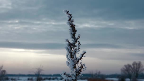 结霜的植物杂草草覆盖着冰和雪 在河边的田野里冰冻的自然 多云寒冷的冬季夜晚 欧洲草原平原欧亚大陆的霜冻 — 图库视频影像
