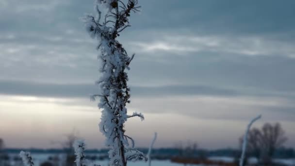 Plantes Givrées Herbe Mauvaises Herbes Recouverte Glace Neige Nature Gelée — Video