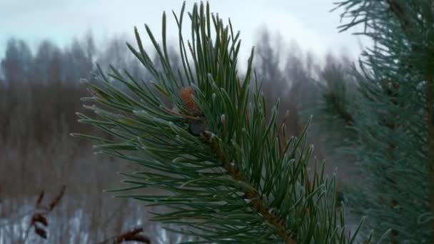 Heisere Nadeln Kiefernzweige Mit Eisigem Raureif Bedeckt Schnee Bedeckte Gefrorene — Stockvideo