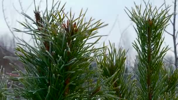 Hoarfrosted Needles Pine Tree Branches Covered Ice Hoarfrost Snow Covered — Stock Video