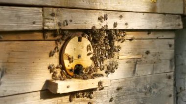 Kovan Girişindeki Bal Arıları. Uzaklara Uçmak ve Geri Dönmek. Yavaş çekim - 60 fps 'in yarım hızı