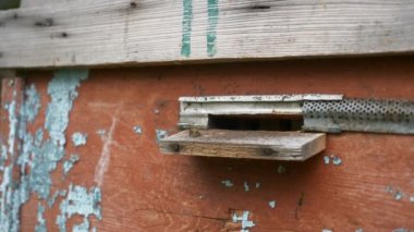 Kovan Girişindeki Bal Arıları. Uzaklara Uçmak ve Geri Dönmek. Yavaş çekim - 60 fps 'in yarım hızı