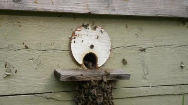 Kovan Girişindeki Bal Arıları. Uzaklara Uçmak ve Geri Dönmek. Yavaş çekim - 60 fps 'in yarım hızı