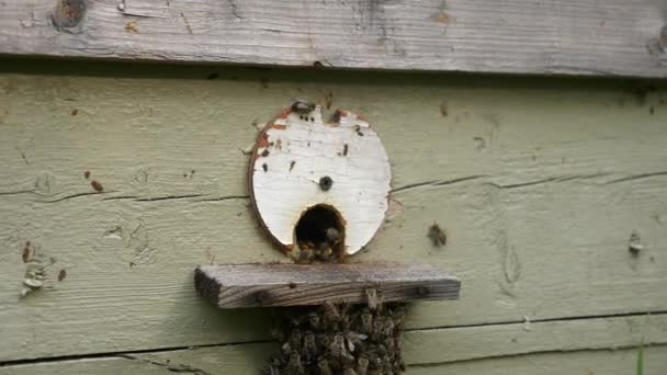 Honungsbin Hive Entrance Hole Flyger Iväg Och Återvänder Slow Motion — Stockvideo