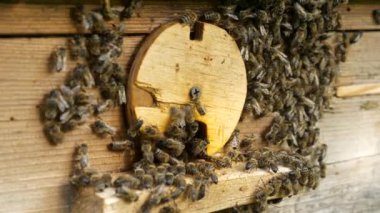 Kovan Girişindeki Bal Arıları. Uzaklara Uçmak ve Geri Dönmek. Yavaş çekim - 60 fps 'in yarım hızı