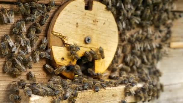 Medové Včely Úlu Díře Letící Pryč Vracející Zpomalený Pohyb Rychlost — Stock video