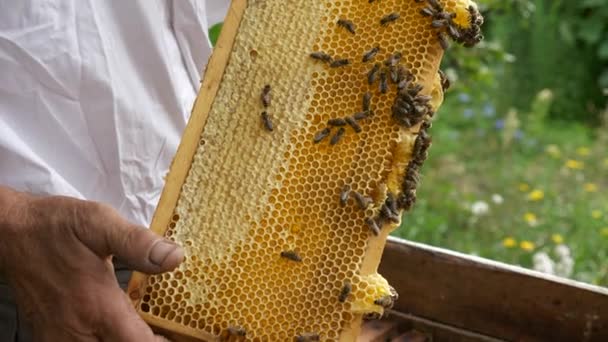 Hc9 Hc9 Bee Keeper Holding Honeycomb Beehive Frame Fps — 비디오