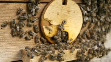 Kovan Girişindeki Bal Arıları. Uzaklara Uçmak ve Geri Dönmek. Yavaş çekim - 60 fps 'in yarım hızı