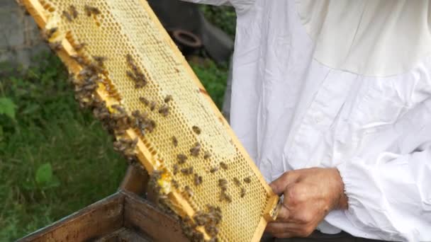 Hc9 Bee Keeper Holding Honeycomb Beehive Frame Inglés Movimiento Lento — Vídeos de Stock