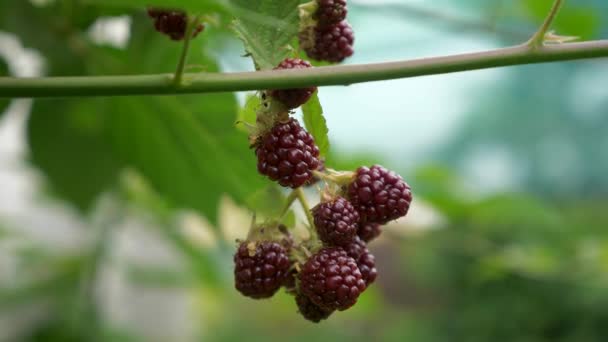 Arka Bahçe Bahçesindeki Blackberry Yakın Çekim — Stok video
