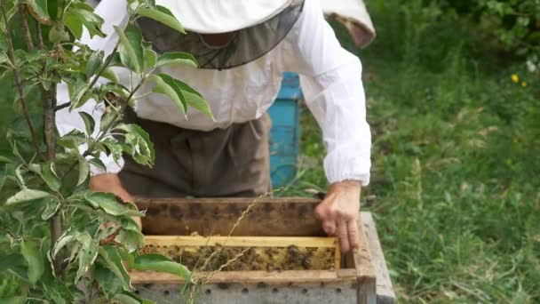 Bee Keeper Places Μελισσοκομική Κυψέλη Πλαίσιο Στην Κυψέλη Αργή Κίνηση — Αρχείο Βίντεο