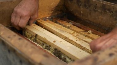 Arı Bekçisi Arı Kovanı Çerçevesi. Yavaş çekim - 60 fps 'in yarım hızı