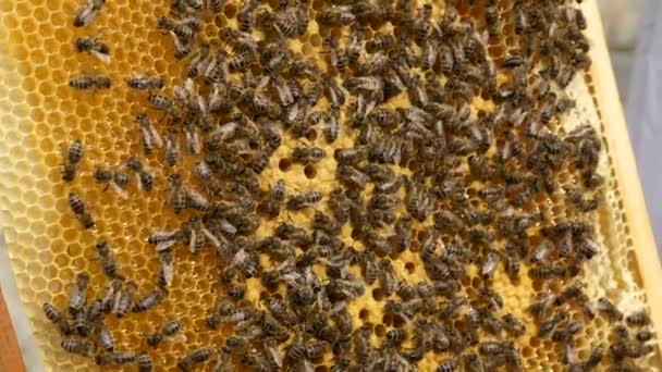 Bee Keeper Holding Honeycomb Beehive Frame Movimiento Lento Velocidad Fps — Vídeos de Stock