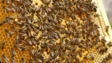 Arı Bekçisi Arı Kovanı Çerçevesi. Yavaş çekim - 60 fps 'in yarım hızı