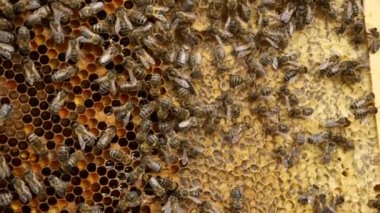 Kraliçe Arı Kovanı Çerçevesinde Arı İşçileri Arıyor. Yavaş çekim - 60 fps 'in yarım hızı