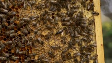 Kraliçe Arı Kovanı Çerçevesinde Arı İşçileri Arıyor. Yavaş çekim - 60 fps 'in yarım hızı
