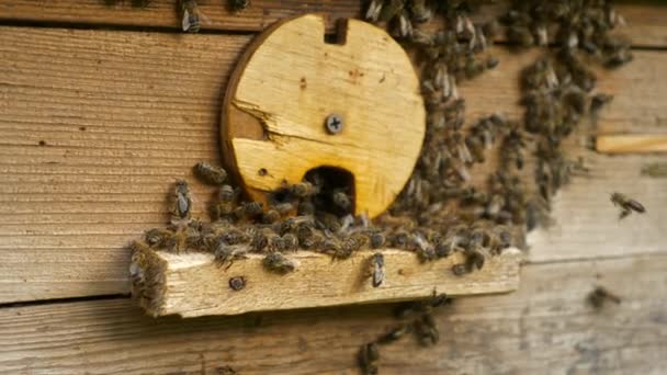 Miodowe Pszczoły Dziurze Wejściowej Ula Odlatuje Wraca Zwolniony Ruch Prędkości — Wideo stockowe