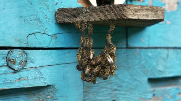 Abejas Miel Agujero Entrada Colmena Volando Lejos Regresando Movimiento Lento — Vídeo de stock