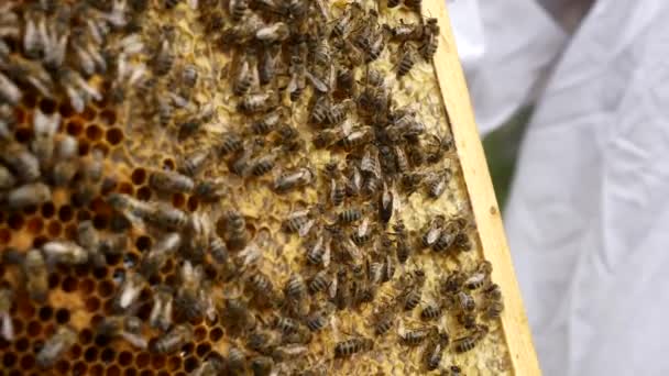 Queen Bee Bee Workers Honeycomb Hive Frame Fps — 비디오