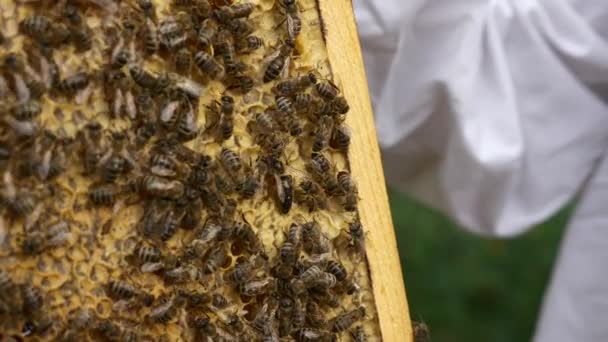 Queen Bee Bee Workers Honeycomb Hive Frame Fps — 비디오