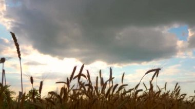 Buğday Kulakları 'nı kapatın. Kurutulmuş sarı mahsul tarlası. Akşam Mavi Bulutlu Gökyüzü Güneş Işığı