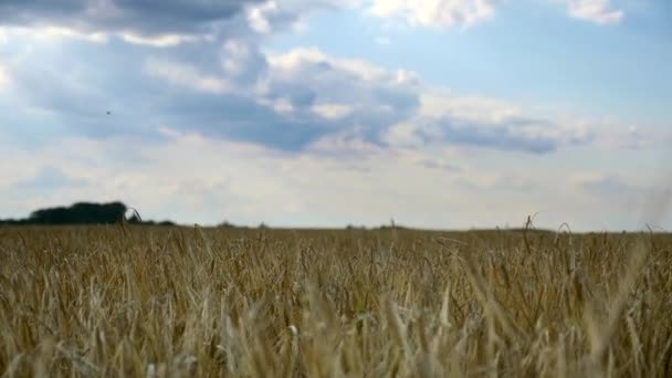 Barley Πεδίο Κακή Καλλιέργεια Μετά Από Ξηρασία — Αρχείο Βίντεο
