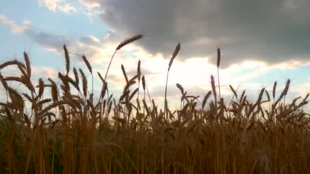 Zbliżenie Uszy Pszenicy Suszone Żółte Pole Uprawne Wieczór Blue Cloudy — Wideo stockowe