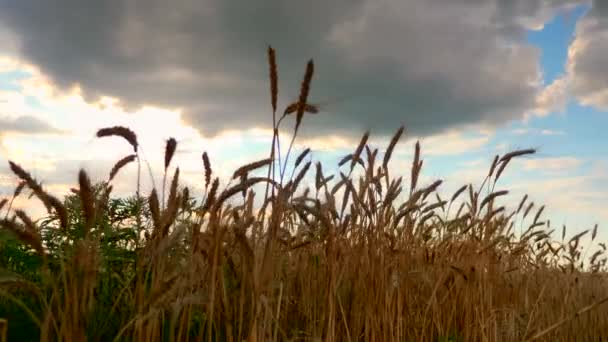 Zbliżenie Uszy Pszenicy Suszone Żółte Pole Uprawne Wieczór Blue Cloudy — Wideo stockowe