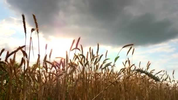 Zblízka Pšeničné Uši Sušené Žluté Pole Obilí Evening Blue Cloudy — Stock video