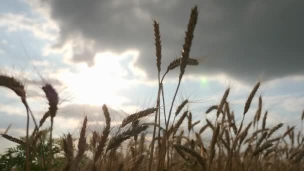 Zbliżenie Uszy Pszenicy Suszone Żółte Pole Uprawne Wieczór Blue Cloudy — Wideo stockowe