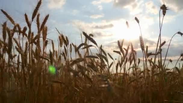 Búzafül Közelről Szárított Sárga Termőföld Este Blue Cloudy Sky Sunlight — Stock videók