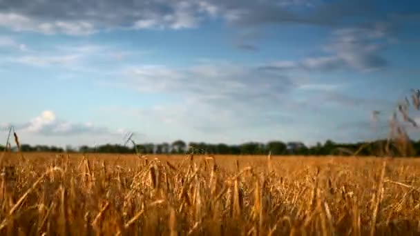 Korn Fält Bad Crop Efter Torka — Stockvideo