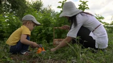 Anne ve Oğul Arka Bahçe Bahçesi 'ndeki yerden kayısı toplayın.
