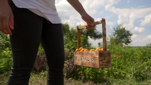 Child Brings Freshly Picked Apricots Backyard Orchard — Stock Video