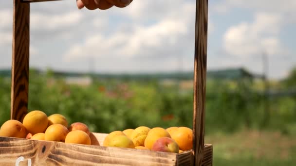 Child Brings Freshly Picked Apricots Backyard Orchard — Stock Video