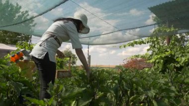 Arka Bahçede Patlıcan Kıracağı Olan Kadın