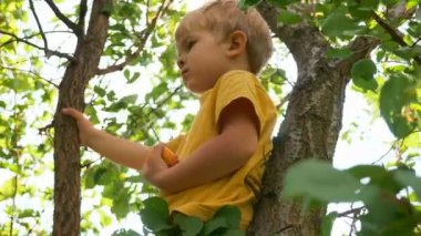 Çocuk, Branch and Gives in The Parents Hand 'den kayısı seçiyor. 2x Yavaş çekim - 1 / 2 hız 60 fps