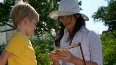 Çocuk Meyve Yiyiyor. Anne, Arka Bahçe Bahçesinde Olgun Olgun Taze Kayısı Veriyor. 2x Yavaş çekim - 1 / 2 hız 60 fps