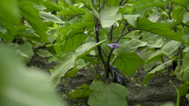 Close Female Hand Gathering Aubergine Eggplant Backyard Garden — Stock Video