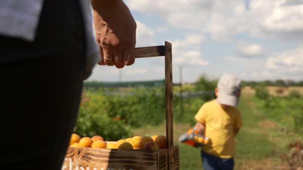 Child Brings Freshly Picked Apricots Backyard Orchard — Stock Video