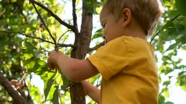 Boy Picks Abricot Branch Gives Parents Hand Mouvement Lent Vitesse — Video